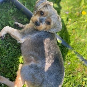 Meet your Posher, Abrinalys